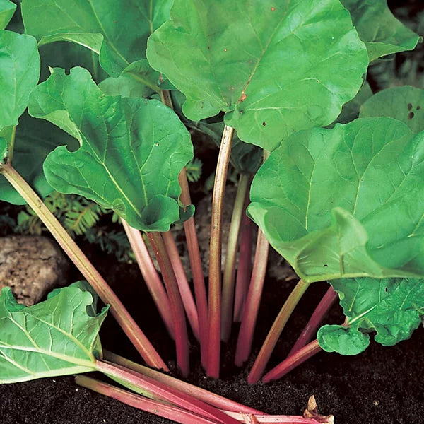 Glaskins Perpetual Rhubarb (Pieplant) Rheum rhabarbarum Vegetable Seeds