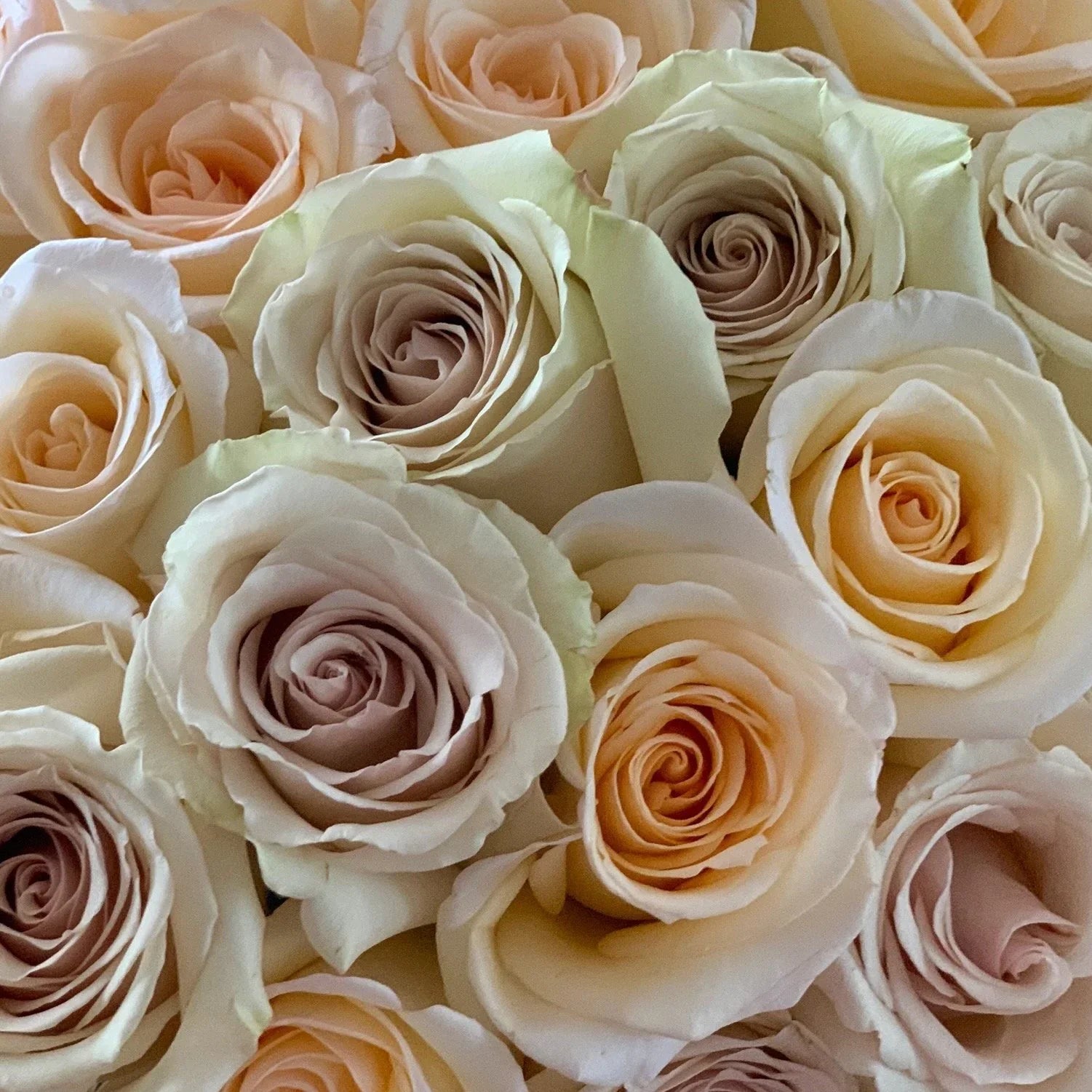 White and Brown Rose Flower seeds for Planting Shade Tolerant, Heirloom & GMO Free Seeds for Home Garden vegetable and garden seeds