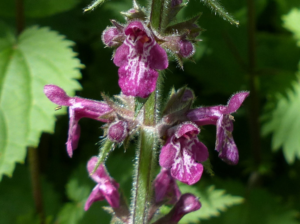 Premium Purple Horehound Flower seeds for Planting Drought Tolerant, Heirloom & GMO Free Seeds for Home Garden seeds