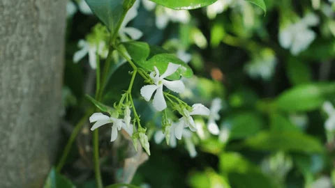 High quality Galium Flower seeds for Planting Sun Loving, Heirloom & GMO Free Seeds for Home Garden seeds pack