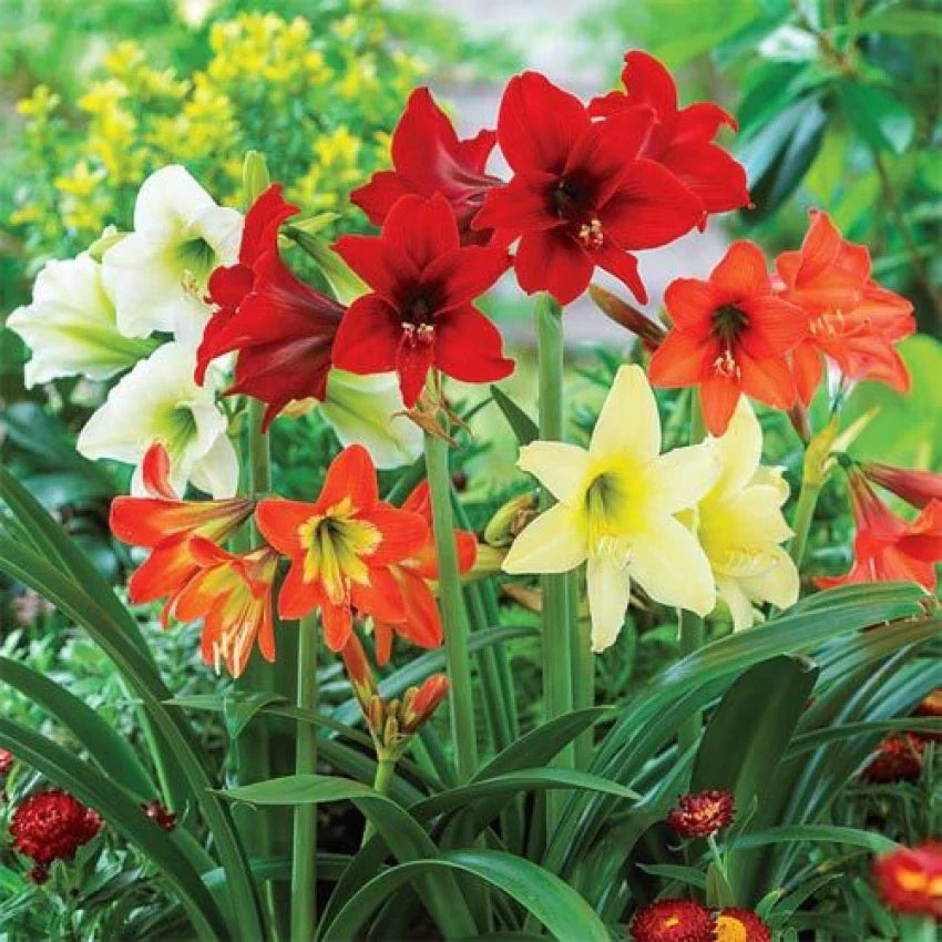 Hippeastrum Flower seeds for Planting Wildflower Mix, Heirloom & GMO Free Seeds for Home Garden seeds for planting