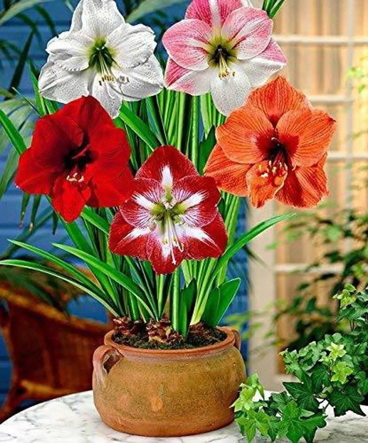 Premium Hippeastrum Flower seeds for Planting Wildflower Mix, Heirloom & GMO Free Seeds for Home Garden seeds