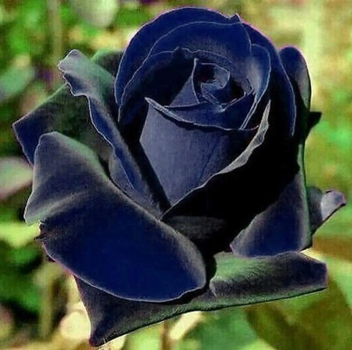 Midnight Supreme Dark Blue Rose Flower seeds for Planting - Pollinator Friendly, Heirloom & GMO Free Seeds for Home Garden