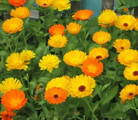 Red Calendula Flower seeds for Planting Colorful Display, Heirloom & GMO Free Seeds for Home Garden vegetable and garden seeds