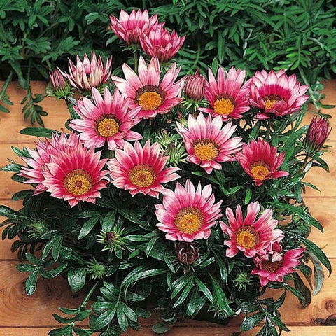 High quality Pink Gazania Rigens Flower seeds for Planting Easy to Grow, Heirloom & GMO Free Seeds for Home Garden seeds pack