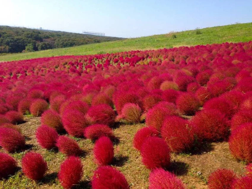 Red Burning Bush Flower seeds for Planting Seasonal Bloomer, Heirloom & GMO Free Seeds for Home Garden seeds for planting