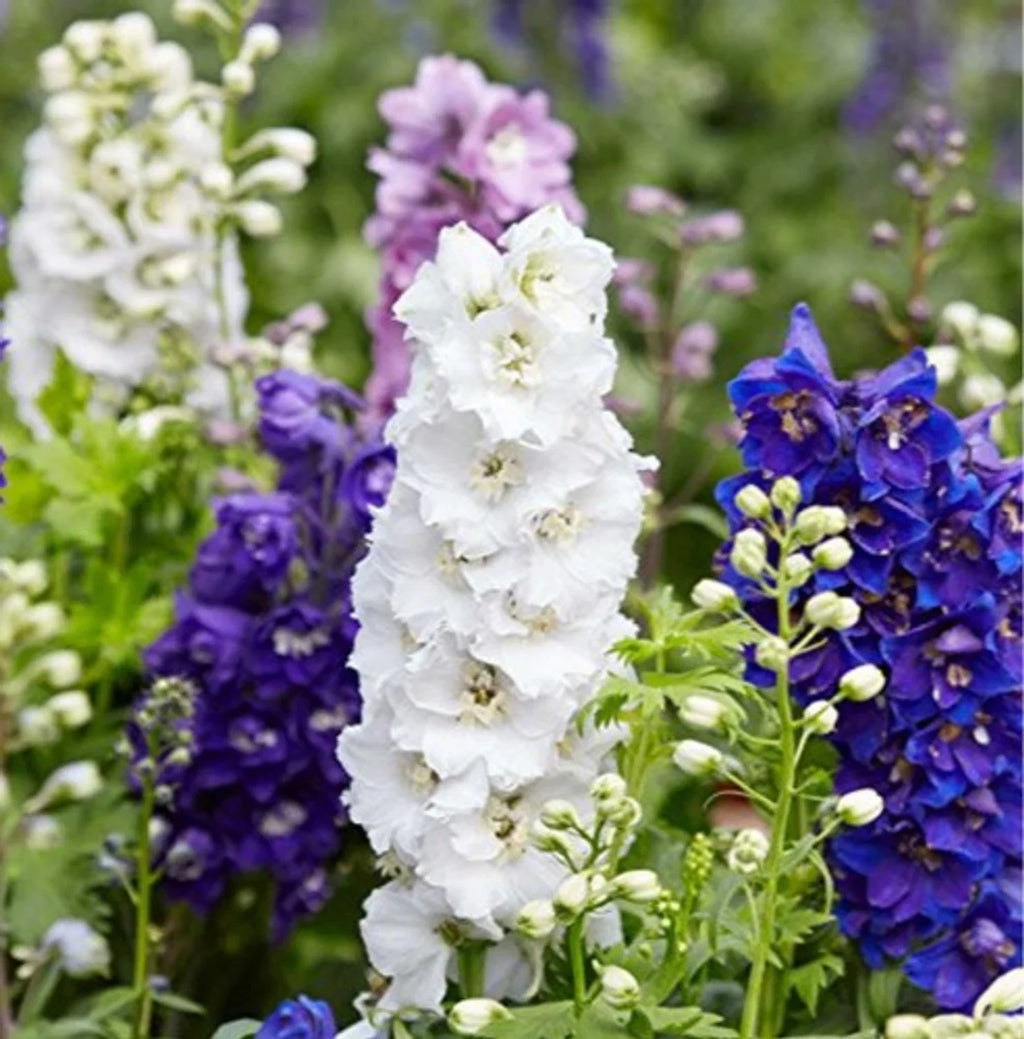 Premium Mixed Verbascum Flower seeds for Planting Wildflower Mix, Heirloom & GMO Free Seeds for Home Garden seeds