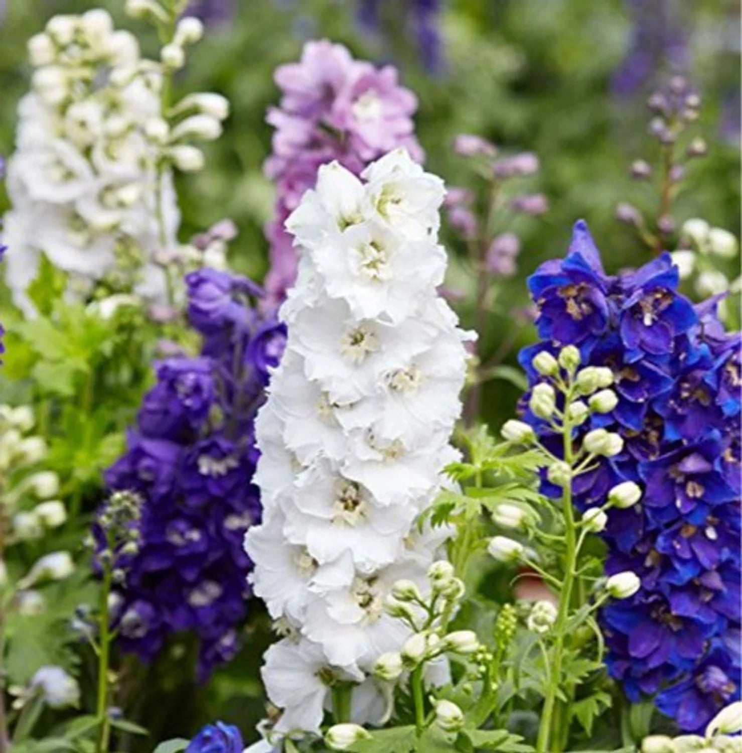 Premium Mixed Verbascum Flower seeds for Planting Wildflower Mix, Heirloom & GMO Free Seeds for Home Garden seeds