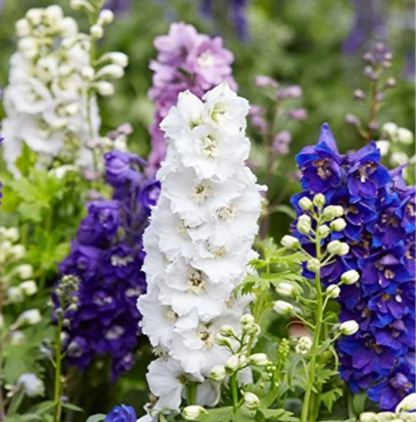 Larkspur Flower seeds for Planting Garden Favorite, Heirloom & GMO Free Seeds for Home Garden seeds for planting