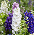 Larkspur Flower seeds for Planting Garden Favorite, Heirloom & GMO Free Seeds for Home Garden seeds for planting