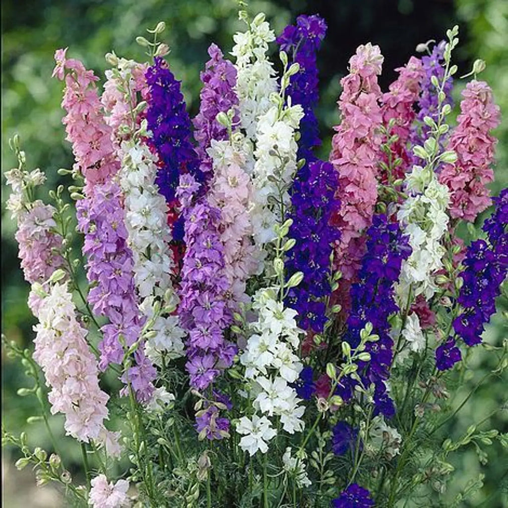 Mixed Verbascum Flower seeds for Planting Wildflower Mix, Heirloom & GMO Free Seeds for Home Garden seeds for planting