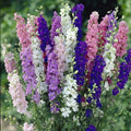 Mixed Verbascum Flower seeds for Planting Wildflower Mix, Heirloom & GMO Free Seeds for Home Garden seeds for planting