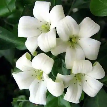 Fagraea Flower seeds for Planting Cottage Garden Essential Heirloom & GMO Free Seeds for Home Garden