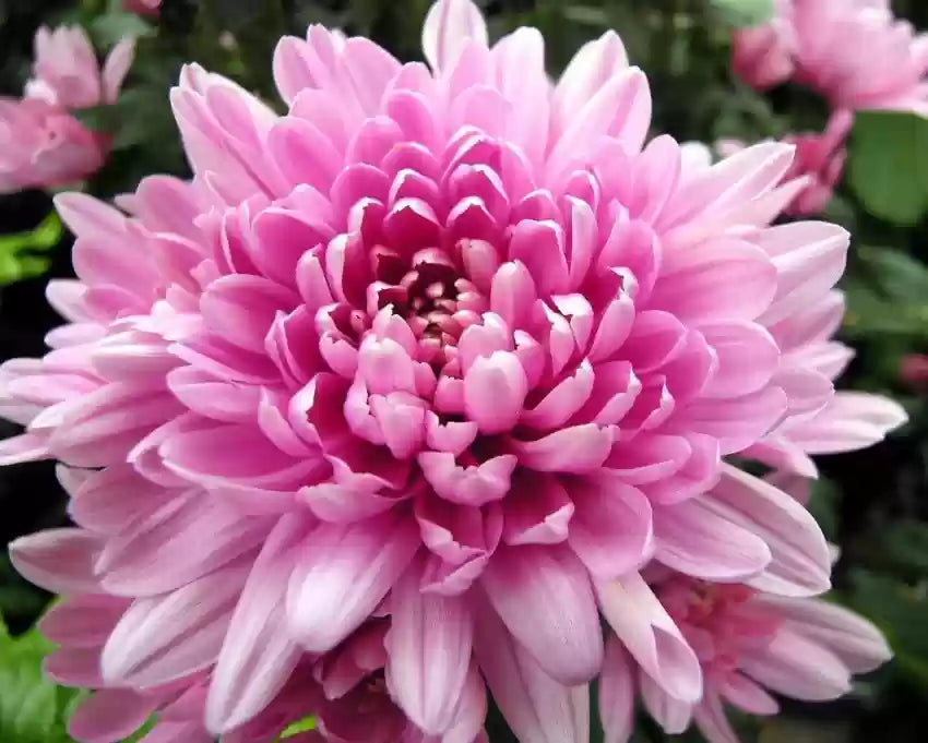 Rare Pink Chrysanthemum Flower seeds for Planting Drought Tolerant, Heirloom & GMO Free Seeds for Home Garden seeds for planting