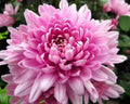 Rare Pink Chrysanthemum Flower seeds for Planting Drought Tolerant, Heirloom & GMO Free Seeds for Home Garden seeds for planting