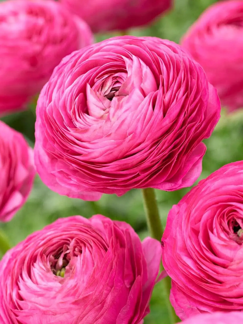 Ranunculus Baby Pink Flower seeds for Planting Garden Favorite, Heirloom & GMO Free Seeds for Home Garden vegetable and garden seeds