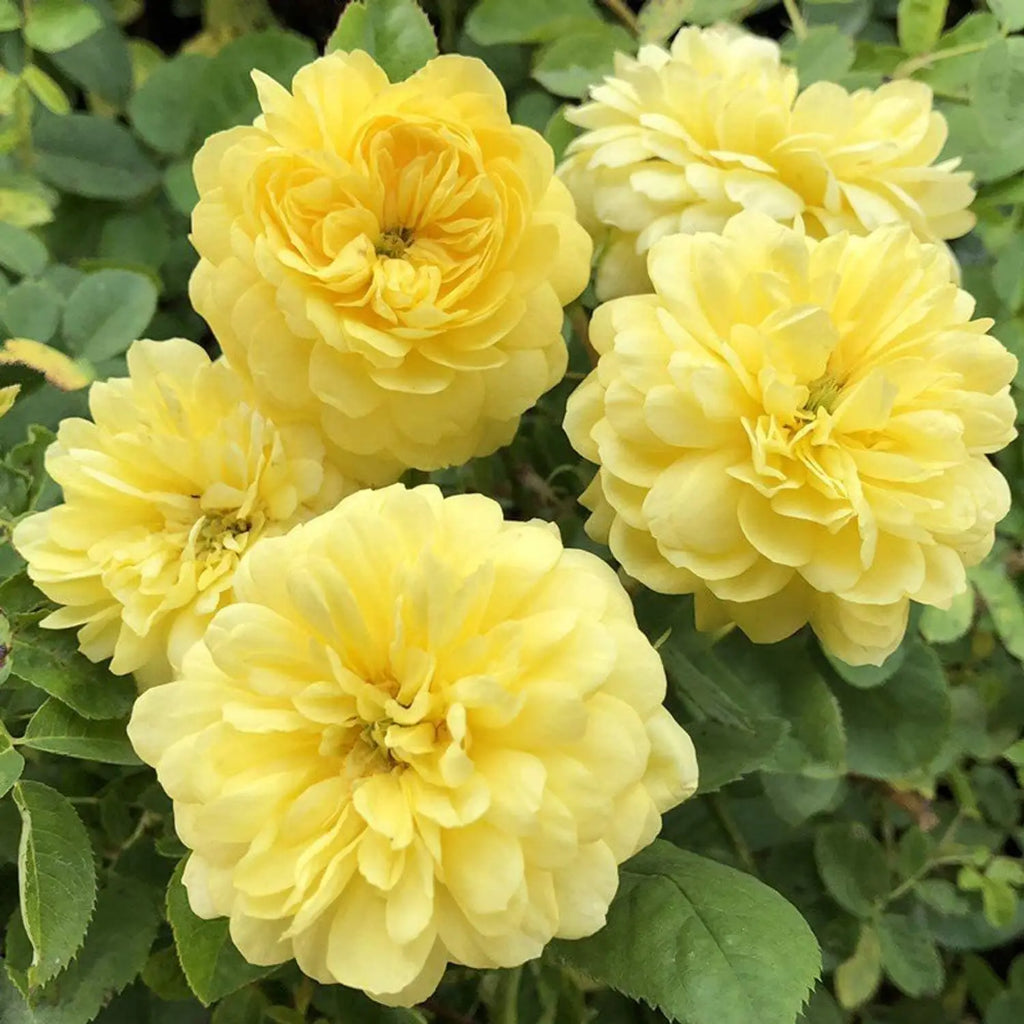 Premium Rosa Banksiae Flower seeds for Planting Wildflower Mix, Heirloom & GMO Free Seeds for Home Garden seeds