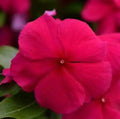 Purple Vinca Flower seeds for Planting Compact Growth, Heirloom & GMO Free Seeds for Home Garden seeds for planting