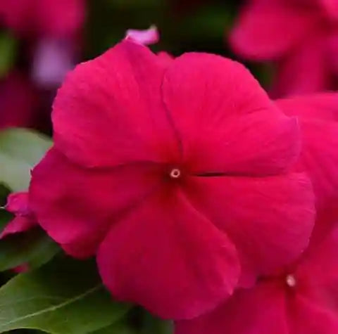 Purple Vinca Flower seeds for Planting Compact Growth, Heirloom & GMO Free Seeds for Home Garden seeds for planting