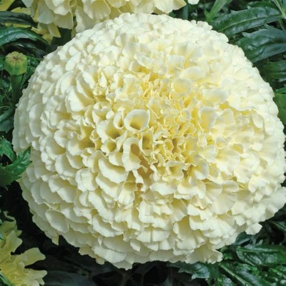 Marigold Seeds for Planting – Heirloom, Non-GMO, Easy to Grow, White Variety