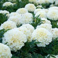Marigold Seeds for Planting – Heirloom, Non-GMO, Easy to Grow, White Variety