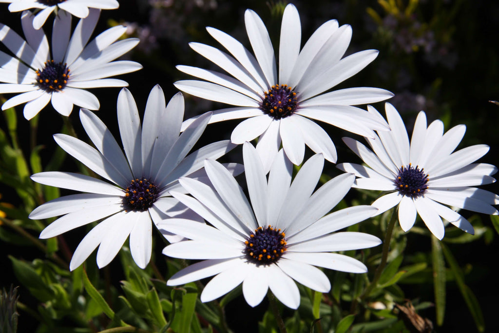 Premium White Osteospermum Flower seeds for Planting Bright Blooms, Heirloom & GMO Free Seeds for Home Garden seeds