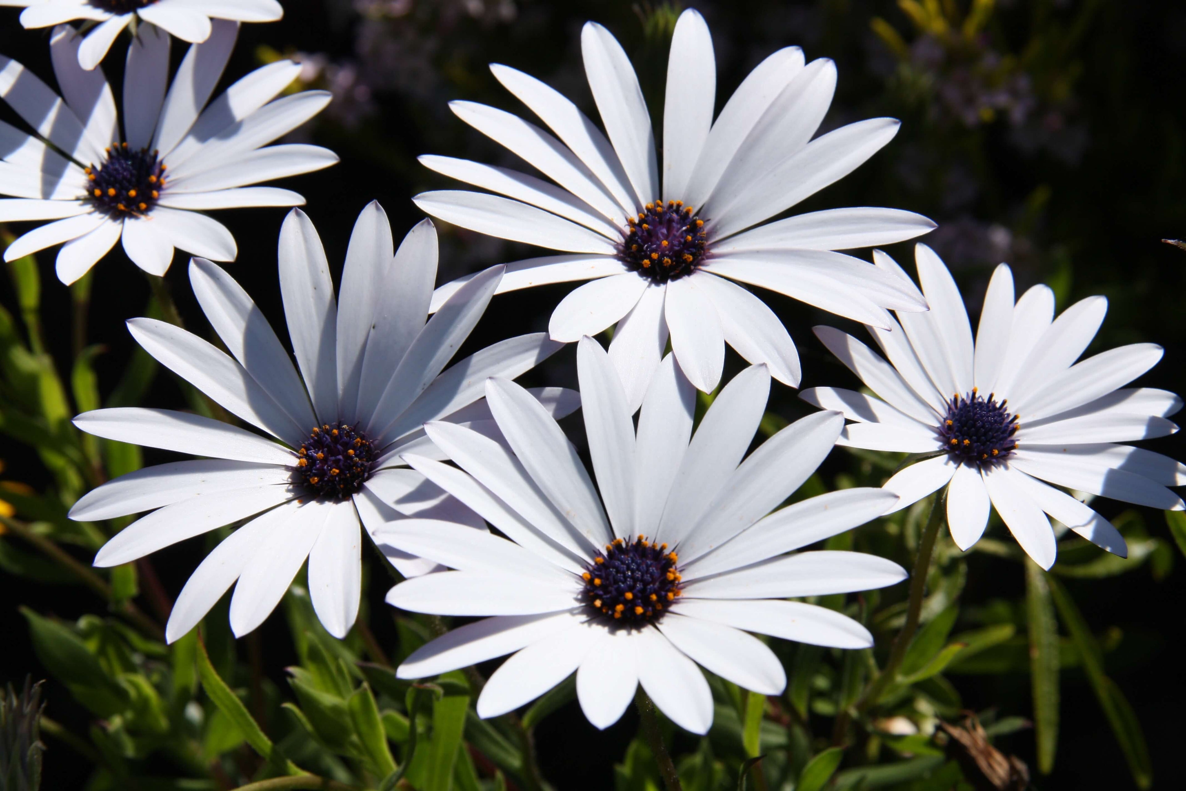 Premium White Osteospermum Flower seeds for Planting Bright Blooms, Heirloom & GMO Free Seeds for Home Garden seeds