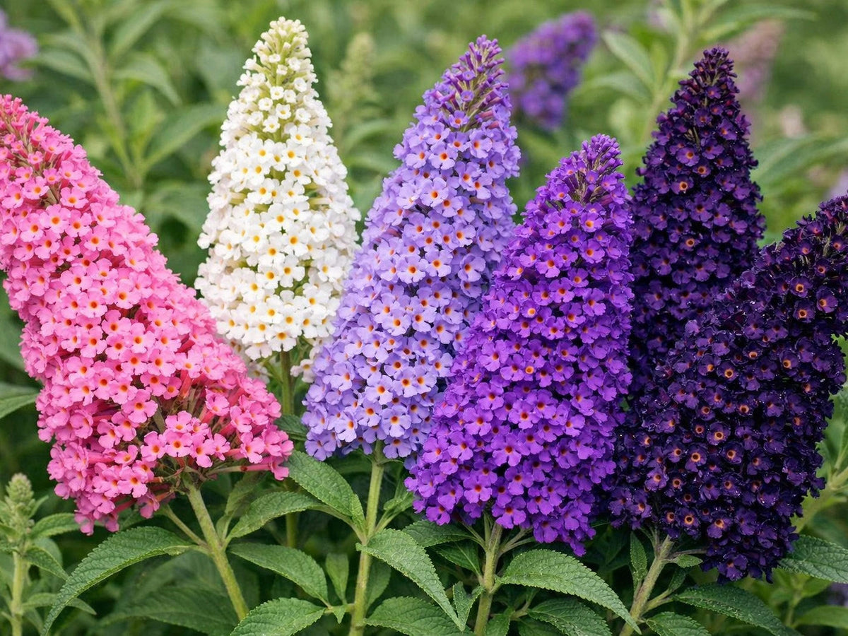 Buddleia Davidii Flower seeds for Planting Cottage Garden Essential Heirloom & GMO Free Seeds for Home Garden