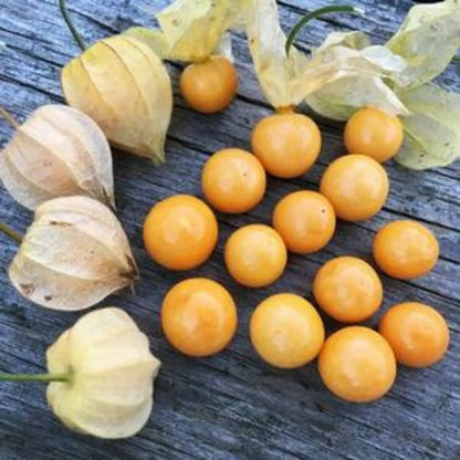 Peruvian Ground Cherry (Physalis Peruviana) Cape Gooseberry Fruit & Veggie Seeds