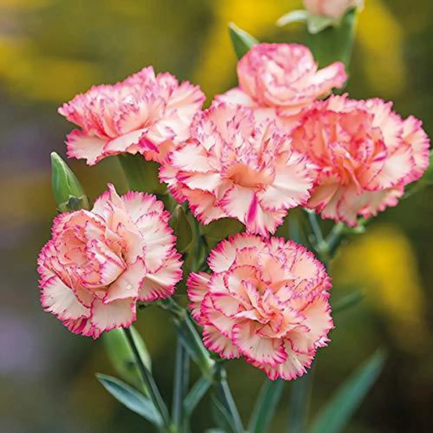 Premium Baby Pink Carnation Flower seeds for Planting Premium Quality, Heirloom & GMO Free Seeds for Home Garden seeds
