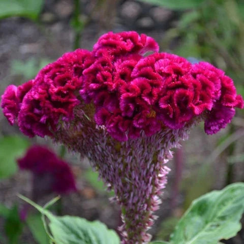 Dark Pink Celosia Seeds Flower seeds for Planting Seasonal Bloomer, Heirloom & GMO Free Seeds for Home Garden vegetable and garden seeds