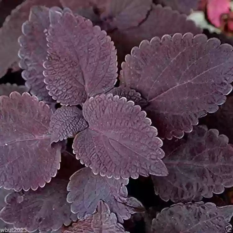 Black Coleus Flower seeds for Planting Colorful Display, Heirloom & GMO Free Seeds for Home Garden seeds for planting