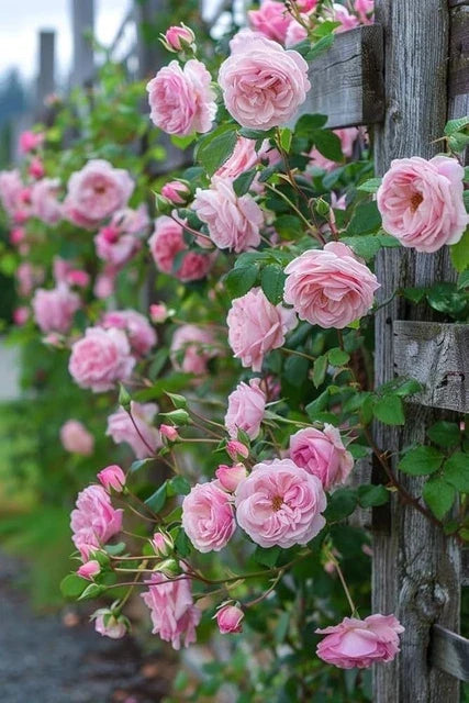 Premium Climbing Flower seeds for Planting Drought Tolerant, Heirloom & GMO Free Seeds for Home Garden seeds