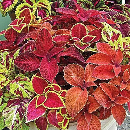 Mixed Coleus Flower seeds for Planting Pollinator Friendly Heirloom & GMO Free Seeds for Home Garden