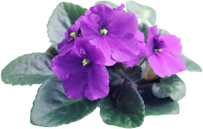 African Violet Flower seeds for Planting Low Maintenance Heirloom & GMO Free Seeds for Home Garden
