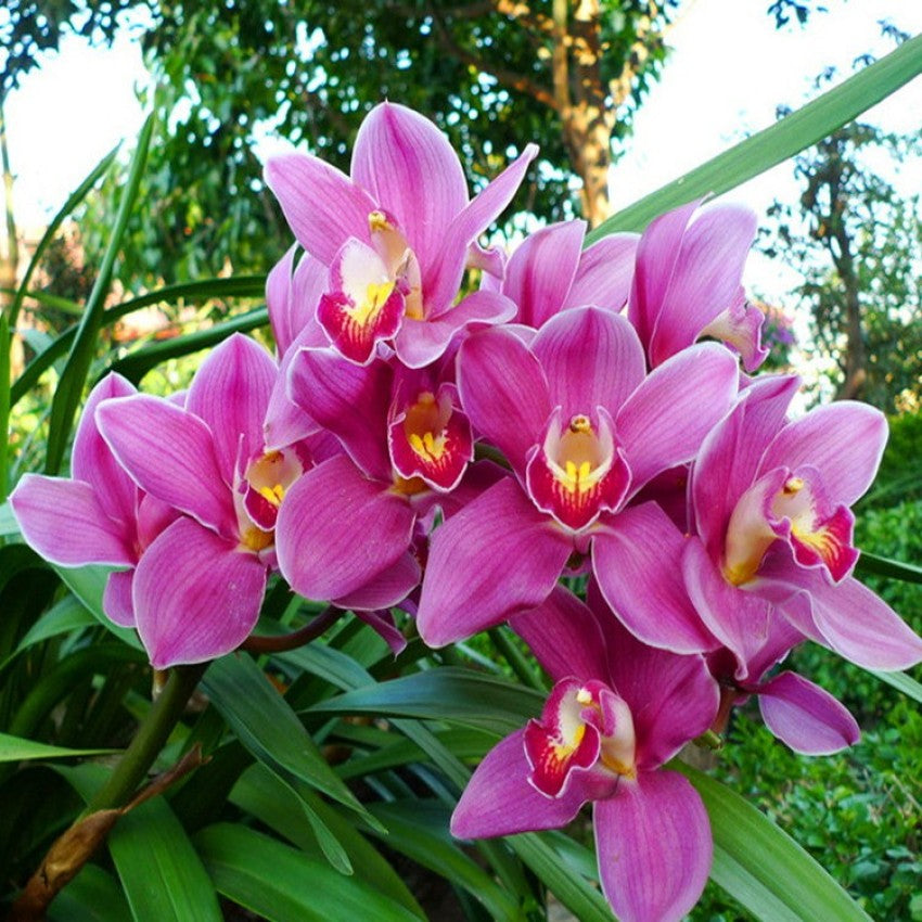 Pale Pink Phalaenopsis Orchid Flower seeds for Planting Cut Flower Favorite, Heirloom & GMO Free Seeds for Home Garden seeds for planting