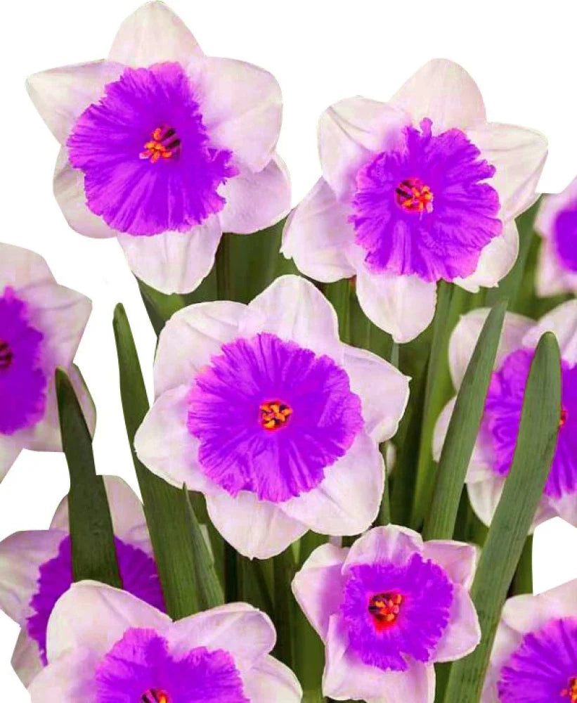Nema Double Petals Narcissus Flower seeds for Planting Drought Tolerant, Heirloom & GMO Free Seeds for Home Garden seeds for planting