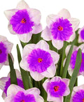 Nema Double Petals Narcissus Flower seeds for Planting Drought Tolerant, Heirloom & GMO Free Seeds for Home Garden seeds for planting