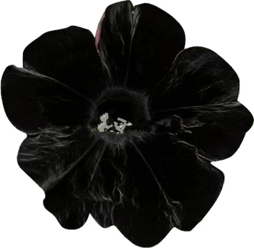 High quality Black Velvet Petunia Flower seeds for Planting Seasonal Bloomer, Heirloom & GMO Free Seeds for Home Garden seeds pack