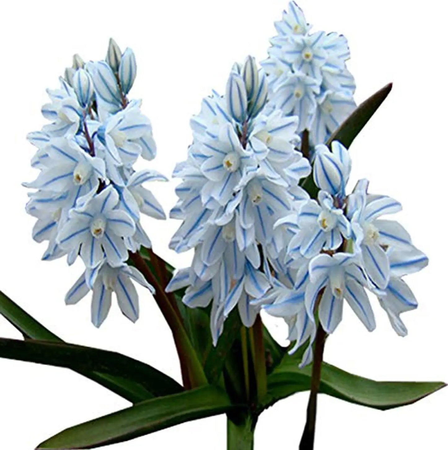Nivalis SnowDrop Flower seeds for Planting - Easy to Grow, Heirloom & GMO Free Seeds for Home Garden