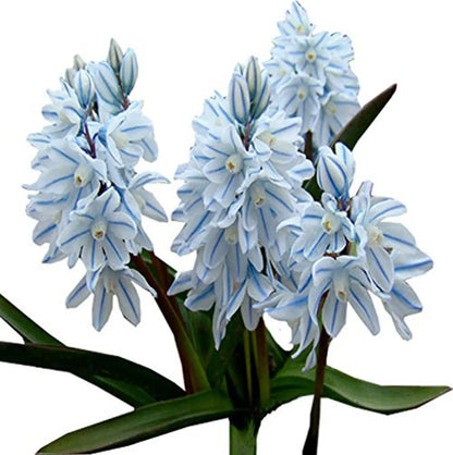 Nivalis SnowDrop Flower seeds for Planting - Easy to Grow, Heirloom & GMO Free Seeds for Home Garden