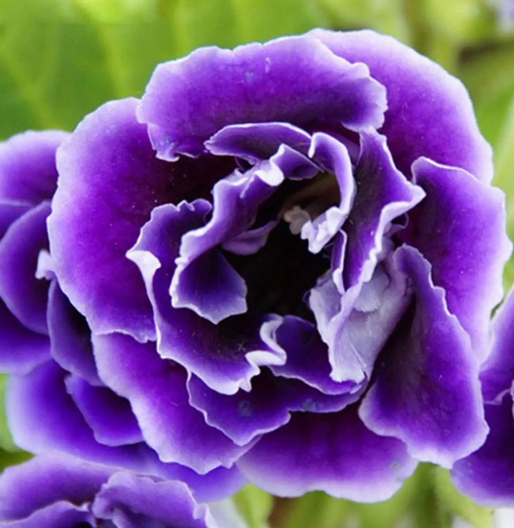 Dark Blue Gloxinia Flower seeds for Planting Bright Blooms, Heirloom & GMO Free Seeds for Home Garden vegetable and garden seeds