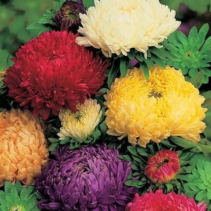 Heirloom Chrysanthemum Flower seeds for Planting Long Bloom Season Heirloom & GMO Free Seeds for Home Garden