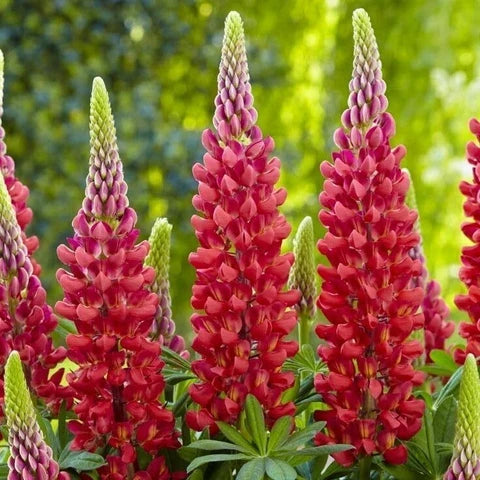 High quality Red Lupin Flower seeds for Planting Drought Tolerant, Heirloom & GMO Free Seeds for Home Garden seeds pack