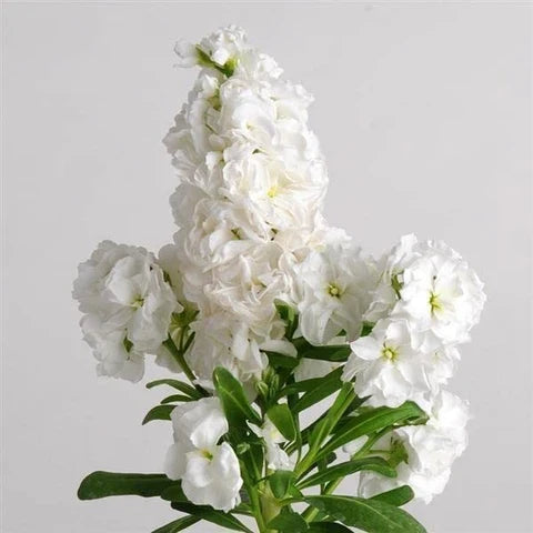 High quality White Evening Stock Flower seeds for Planting Fragrant Blossoms, Heirloom & GMO Free Seeds for Home Garden seeds pack