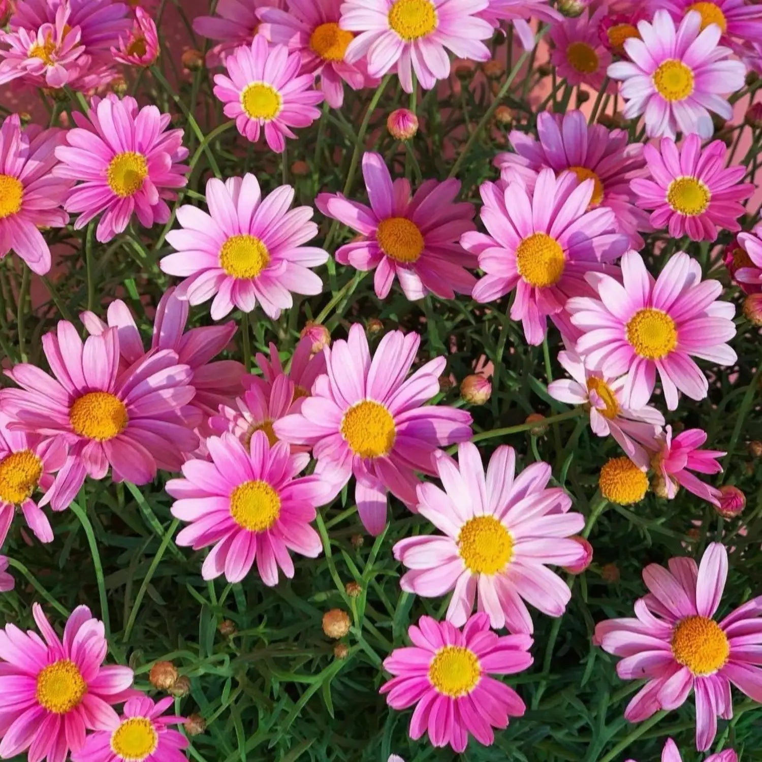 High quality Pink Robinsons Flower seeds for Planting Cut Flower Favorite, Heirloom & GMO Free Seeds for Home Garden seeds pack
