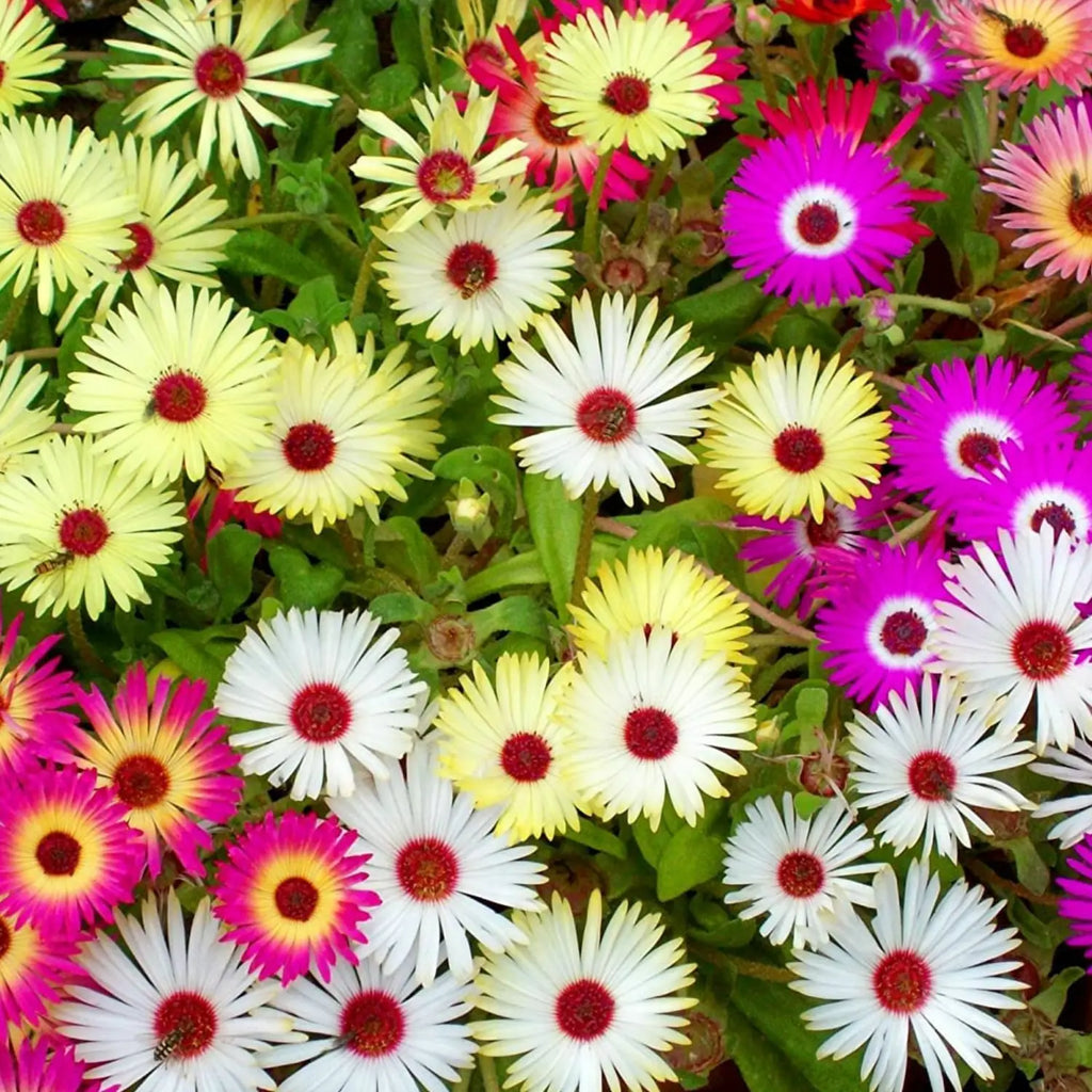 Premium Summer Flower seeds for Planting Bright Blooms, Heirloom & GMO Free Seeds for Home Garden seeds