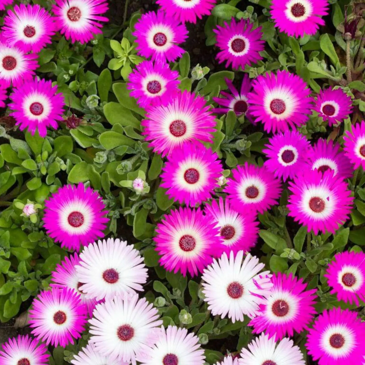 Premium Pink Dorotheanthus Flower seeds for Planting Colorful Display, Heirloom & GMO Free Seeds for Home Garden seeds