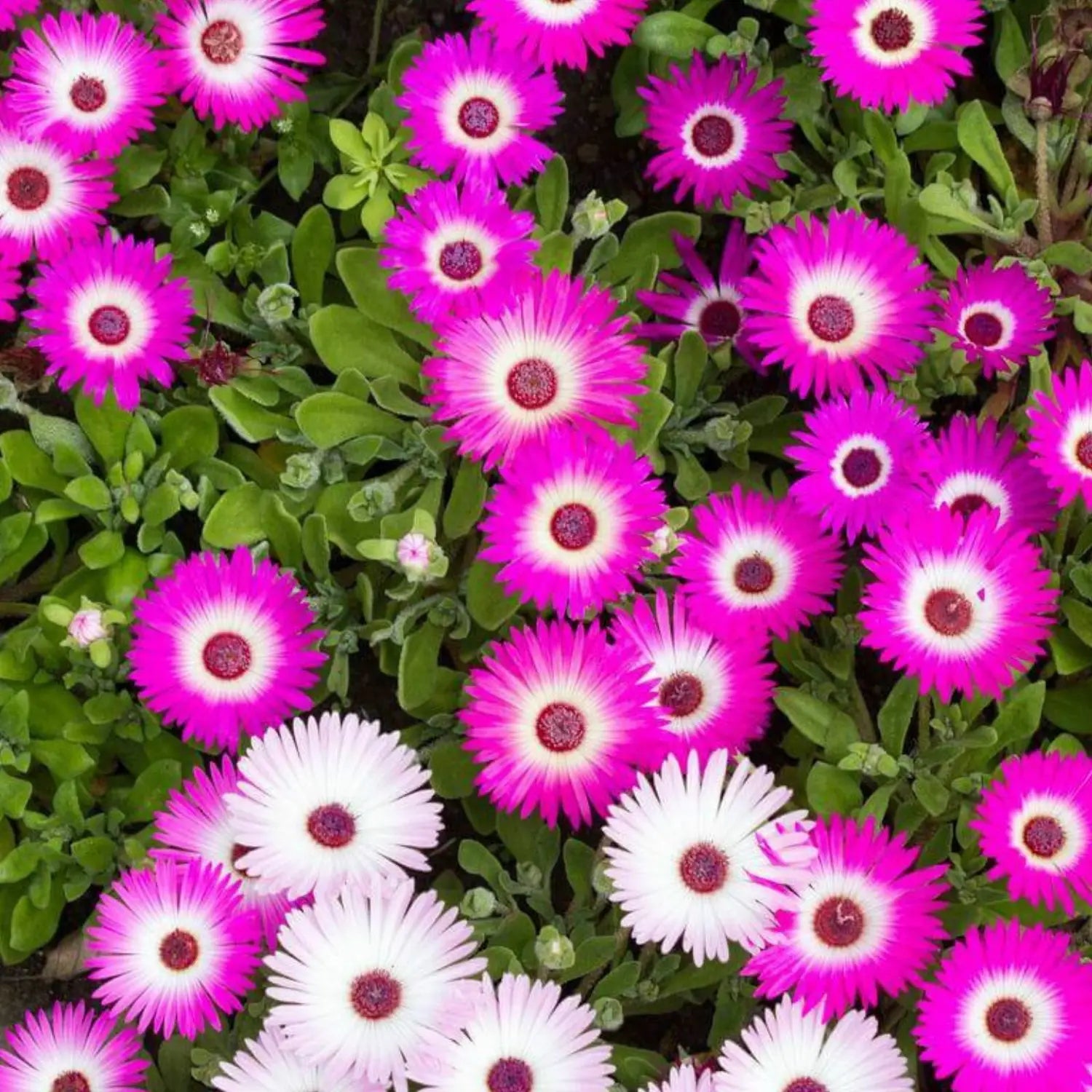 Premium Pink Dorotheanthus Flower seeds for Planting Colorful Display, Heirloom & GMO Free Seeds for Home Garden seeds