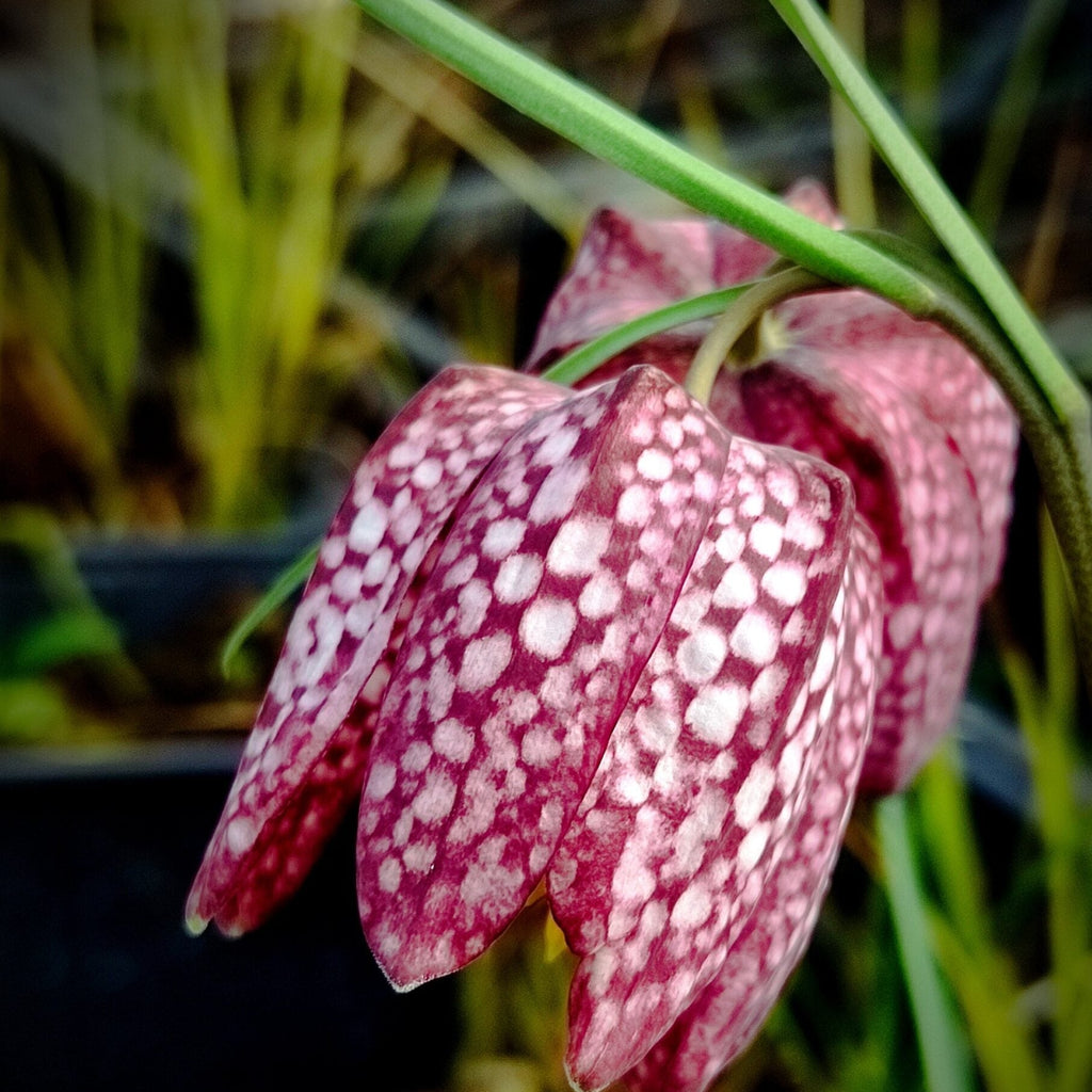 Fritillaria Flower seeds for Planting Colorful Display, Heirloom & GMO Free Seeds for Home Garden vegetable and garden seeds